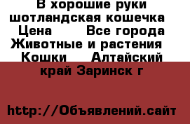 В хорошие руки шотландская кошечка › Цена ­ 7 - Все города Животные и растения » Кошки   . Алтайский край,Заринск г.
